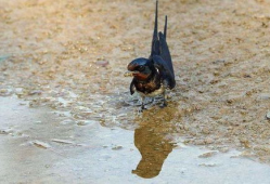 吃瓜老燕子爆料,娱乐圈幕后真相大揭秘